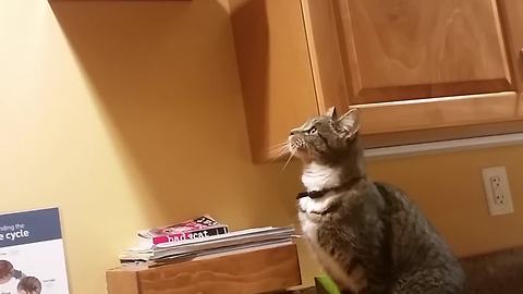 Curious Cat Fails To Climb Kitchen Cabinets