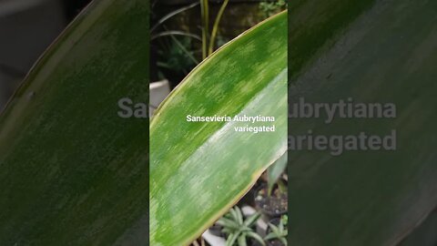 snakeplants Aubrytiana#shorts