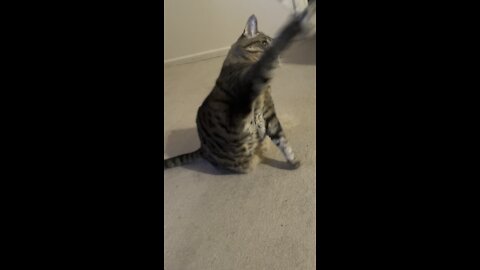 Cat playing