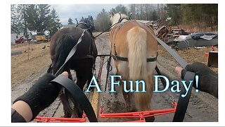 Working 2 Teams Of DRAFT HORSES & Grooming 8 Horses In One Day!