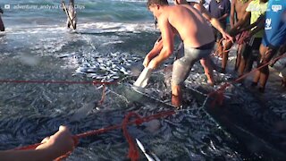 Tubarão é resgatado de rede de pesca