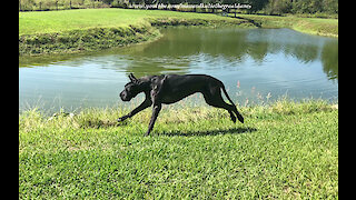 Great Danes Enjoy Playful Fence Scratching Slobbering Zoomie Fun