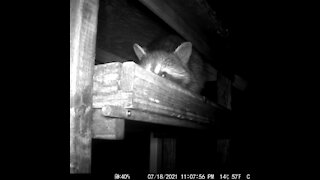 Raccoon eating with its mouth open