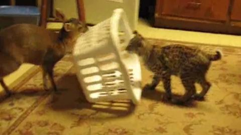 A Fawn Traps A Cat Under A Laundry Basket
