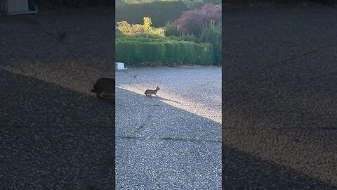 Baby Bunny is scared of me, hiding under a car #funny #shortvideo