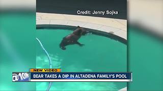 Bear takes leisure swim in Altadena