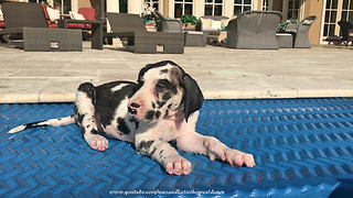 Tiny Great Dane Puppy's First Pool Experience