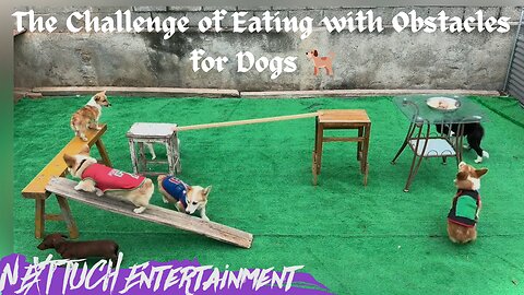 The Challenge of Eating with Obstacles for Dogs 🐶