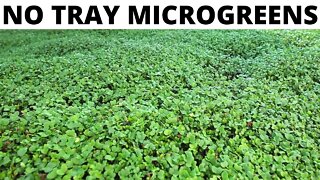 You've NEVER Seen Microgreens Grown Like This!