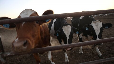 How Does U.S. Meat Production Contribute To Climate Change?