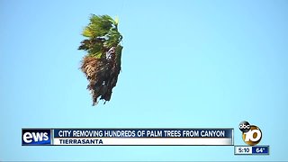City removes hundreds of palm trees from canyon