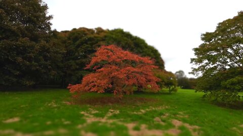 Arboretum Ireland 4K [Virtual Walking Tour] Relaxing walk