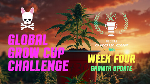 Global Grow Cup Challenge 2024 - Week Four - Spider Farmer SF2000