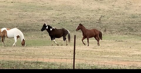 Horseplay in the pastures.