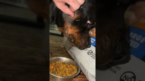 Petting a Rottweiler While He’s Eating