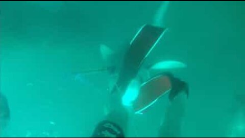 Tubarão ataca mergulhador e arranca equipamento