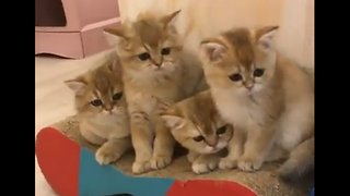 These kittens are NOT happy about their new brother 😂