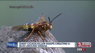 Cicada killer wasps creating a buzz around Omaha