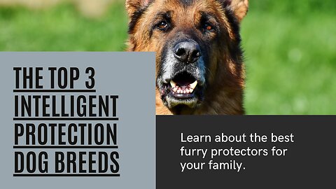 Guardians of the Heart 💕 The Top 3 Intelligent Protection Dog Breeds 🐶