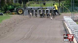 Sarasota holds final greyhound race this weekend