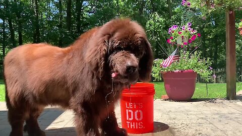 Newfoundland cools off by bobbing for ice cubes