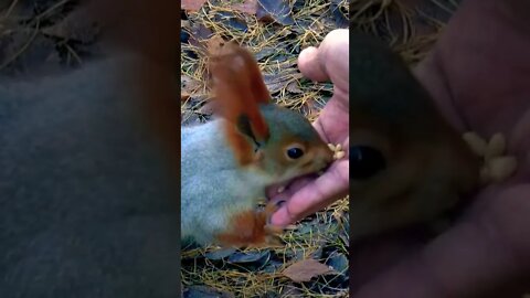 2022 Best youtube Animals Video 🐇🐿️Beautiful moments #Shorts#Shortsfeed#youtubepets&animals