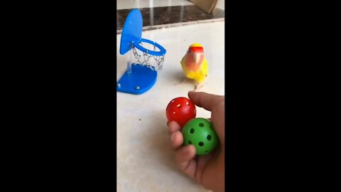 Cute Baby Parrot Playing With Toys