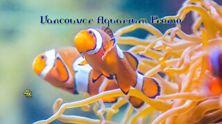 Vancouver Aquarium Promo 2022