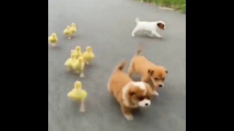 Ducks And Puppies Racing ❤️ ❤️