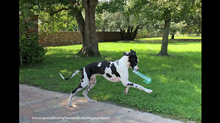 Great Dane works on his newspaper delivery skills
