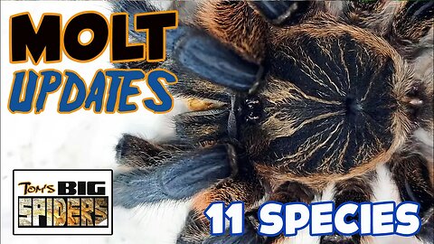 Tarantula Molt Update August 2023 ft. Harpactira pulchripes