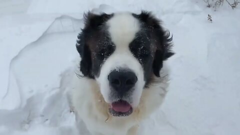 Fresh snow! Happiest dogs in the world- St. Bernard and Great Dane