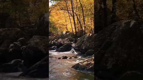 A rocky river in the forest ❣️ #viral #viralvideo #shorts #nature #photography