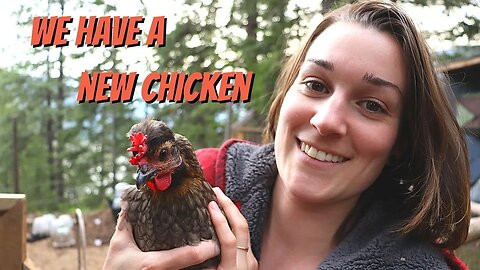 Help Us Name Our New Chicken and Picking Up Our New Unique Off Grid Range
