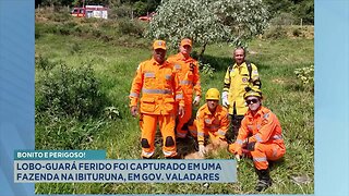 Bonito e Perigoso!: Lobo-Guará Ferido foi Capturado em uma Fazenda na Ibituruna, em Gov. Valadares.