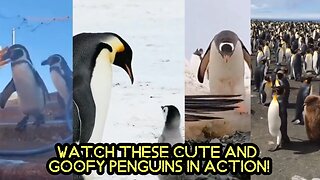 Watch These Cute and Goofy Penguins in Action!