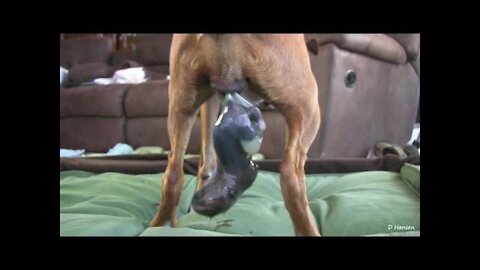 Dog Has Amazing Birth While Standing Part 1