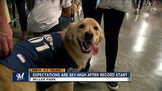 Brewers fans and their dogs excited after team's best 50-game start in franchise history