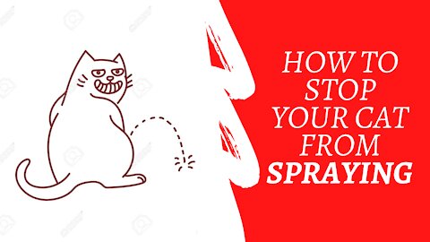 how to stop your cat from spraying everywhere in house