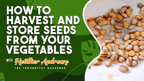 How to HARVEST and STORE SEEDS from your Vegetables