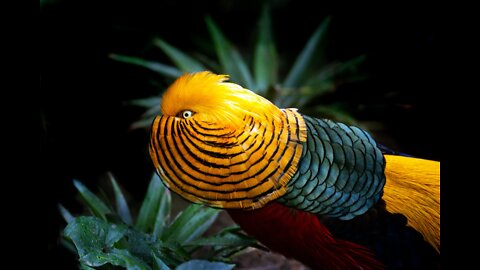 Wading Birds and Beautiful Golden Pheasants