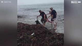 Famiglia salva cucciolo di foca da una rete da pesca