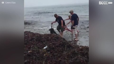 Famiglia salva cucciolo di foca da una rete da pesca