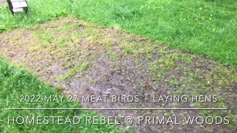 Meat and Laying Birds Update