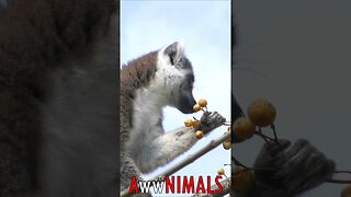 #AwwNIMALS - Hungry Lemur