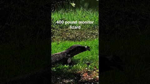 Giant Monitor Lizard eating a huge fish in 1 bite