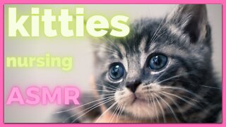 Funny Baby Cat 😍 Kitten are Nursing Really Small Kitties (4 Day Old) Nursing