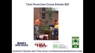 Tree Planting Clear Spring Maryland Landscaping Contractor