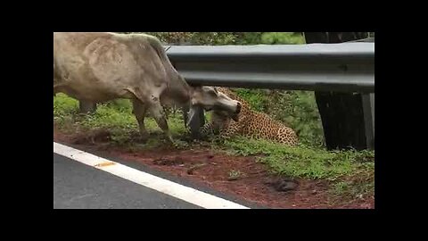 Leopard Attack Cow | Nallamalla Forest | Srisailam | Cheetah Attack |