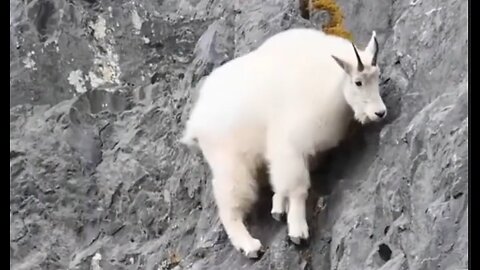 Mountain Goats Defy the Theory of Gravity - HaloRock
